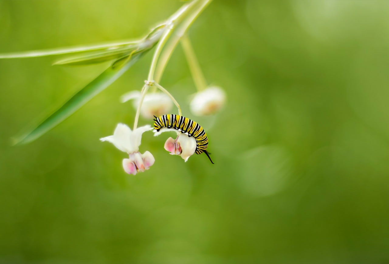 The Importance of Emotional Development for Living an Empowered, Mindful Life Course