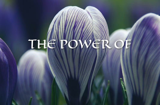 THE POWER OF