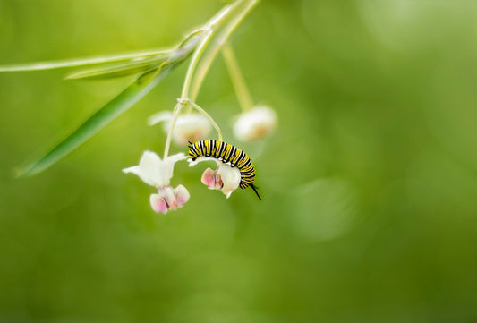 The Importance of Emotional Development for Living an Empowered, Mindful Life Course