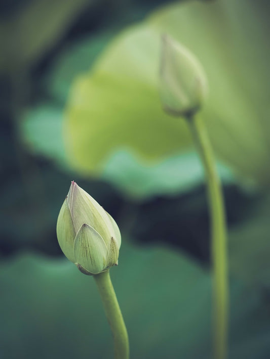 Engaged Buddhism and its Impact on the Nervous System Course